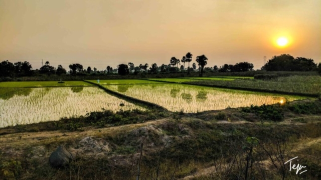 Rice Fields in the Indian Countryside Rice Fields in the Indian Countryside