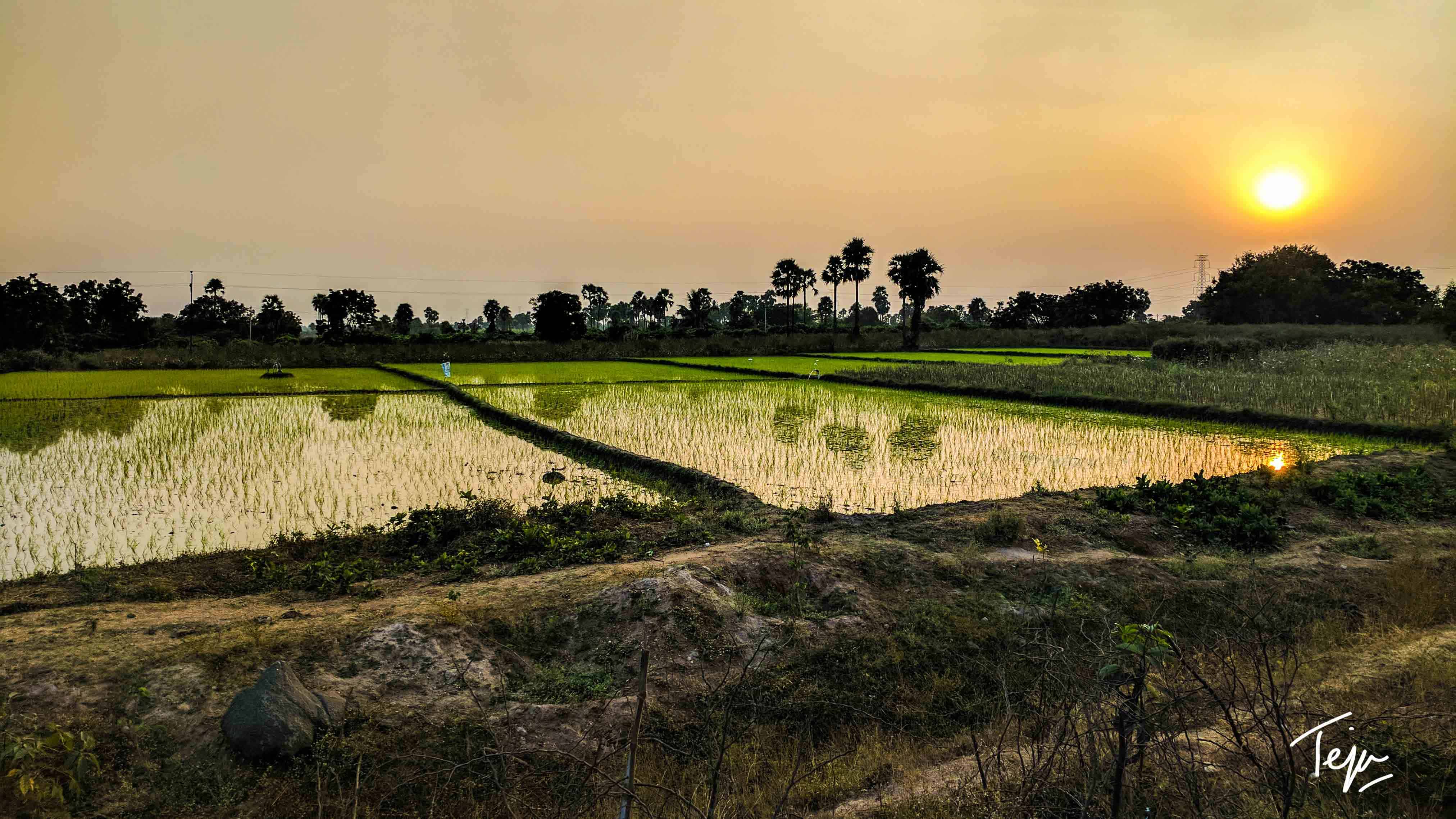 Rice Fields in the Indian Countryside