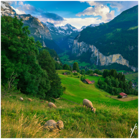 sheep grazing in a valley