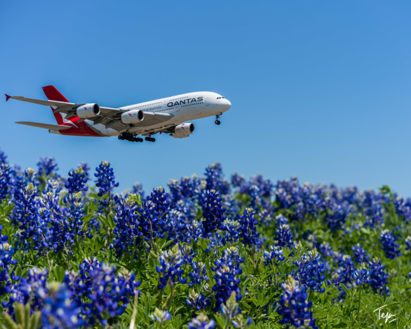 a plane flying over a field of blue flowers