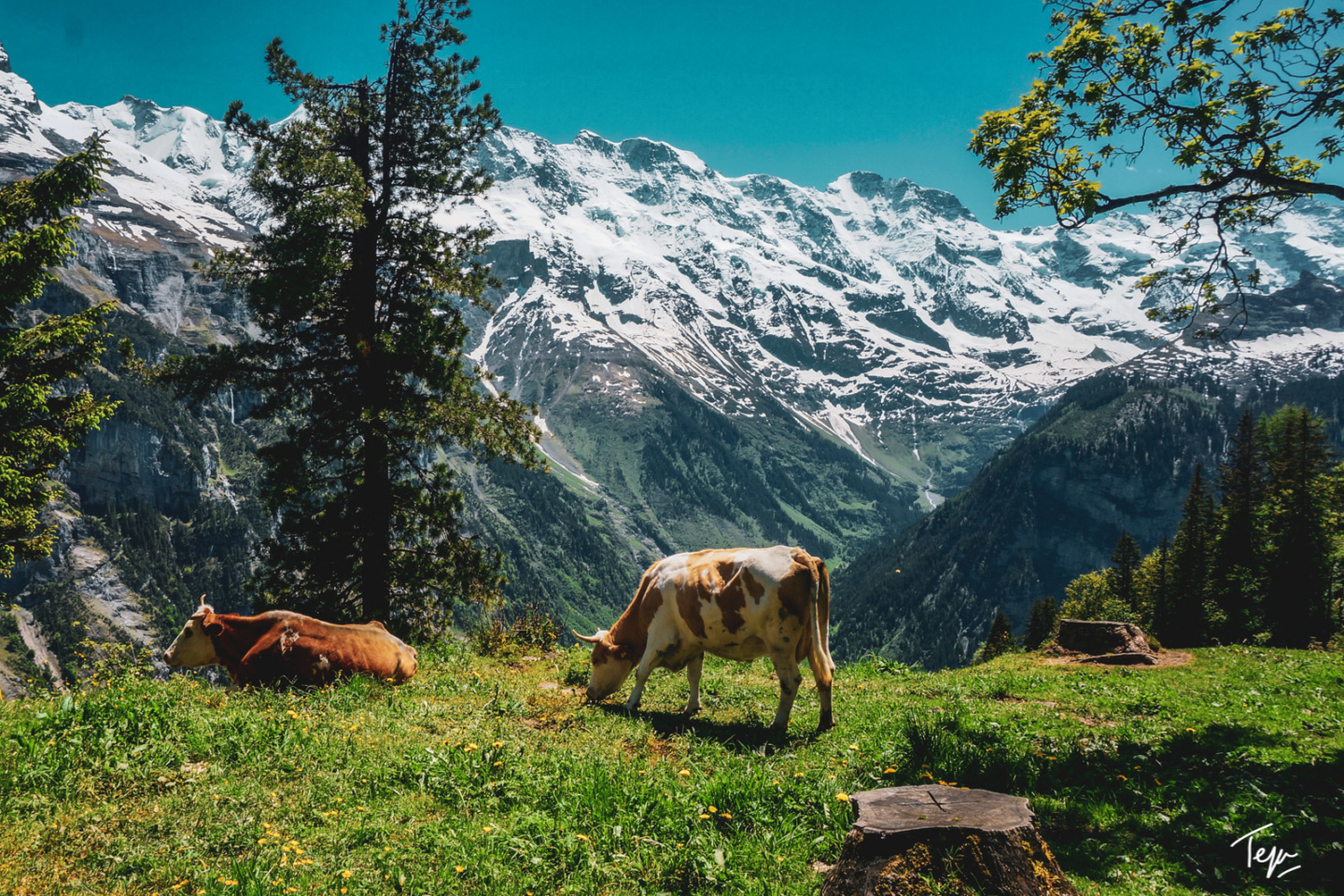 Ultimate Guide to the Jungfrau Region of Switzerland: My Favorite Place ...