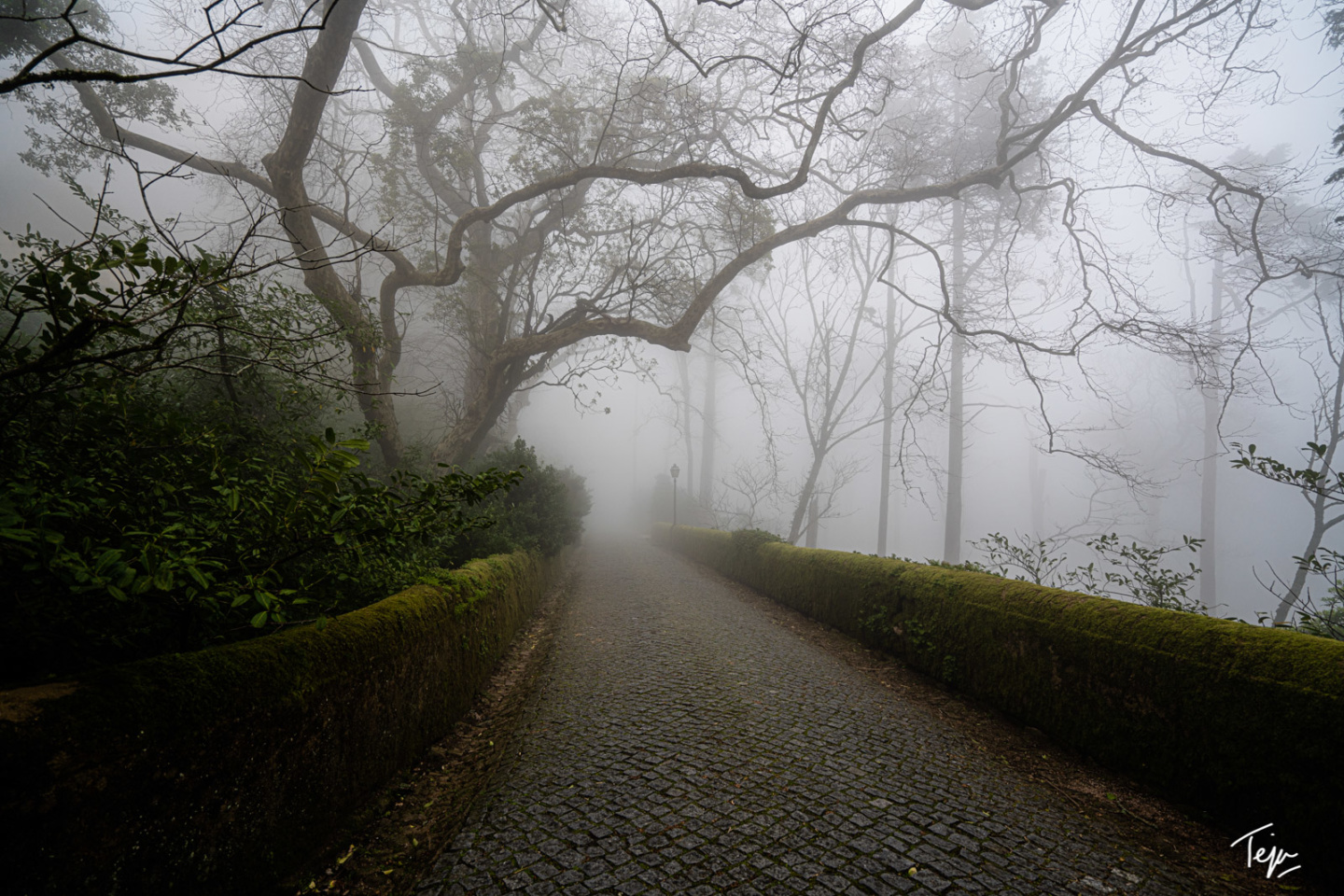 a stone path with trees and fog
