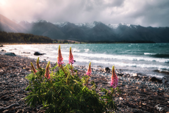 a plant with pink flowers on a rocky beach