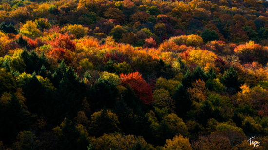 a forest of trees with different colors of leaves