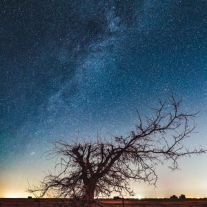 a tree in a field under a starry sky