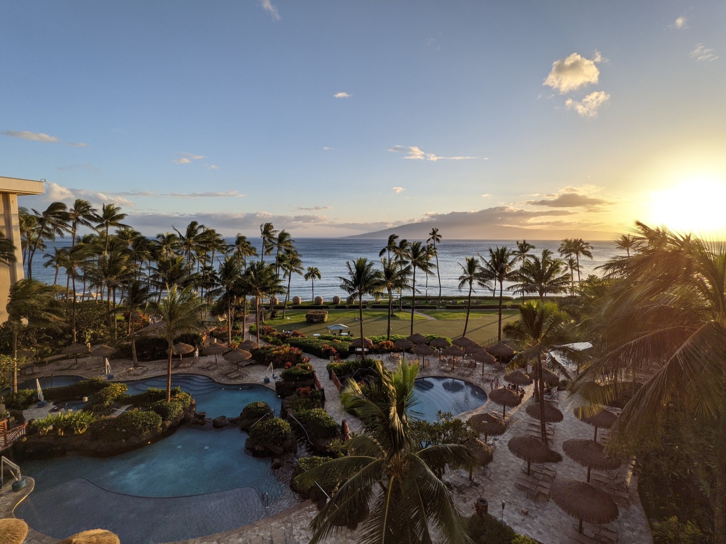 a pool and palm trees by the ocean