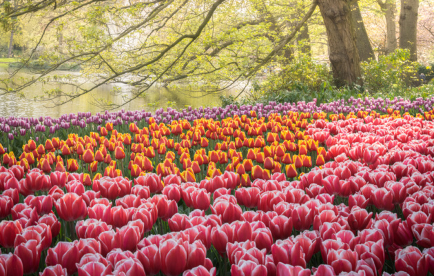 Trip Report Intro: The Tulips of Holland & Heat of India