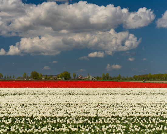 a field of flowers with a blue sky and clouds