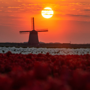 a windmill in a field of flowers