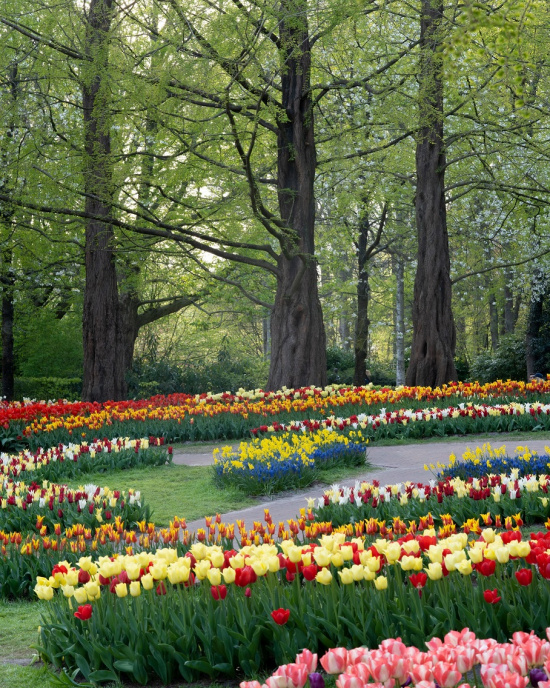 a garden with many flowers