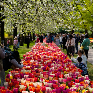 a group of people standing under a tree with many flowers