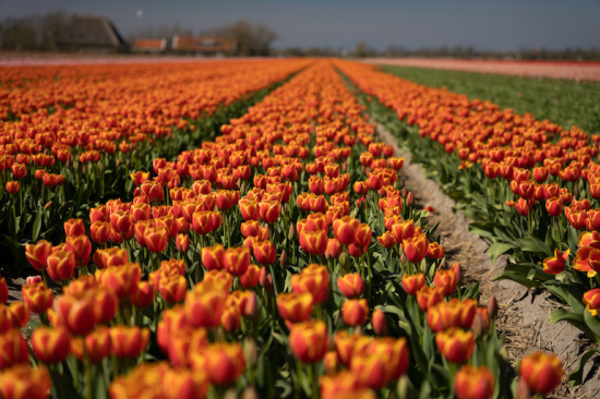 a field of orange tulips