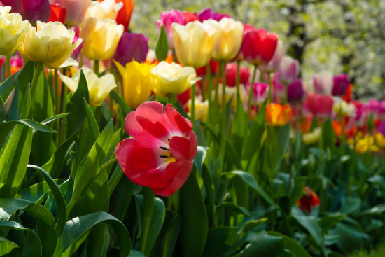 a group of colorful tulips