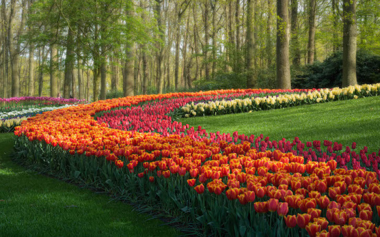 a field of tulips in a park with Keukenhof in the background