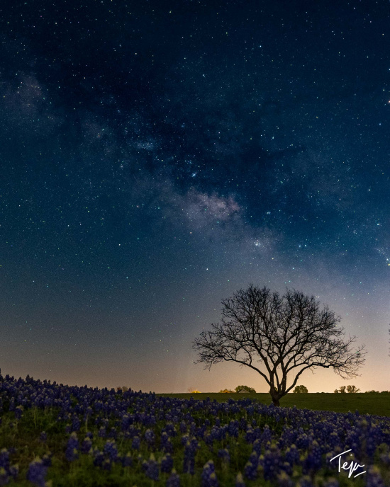 a tree in a field of purple flowers under a starry sky