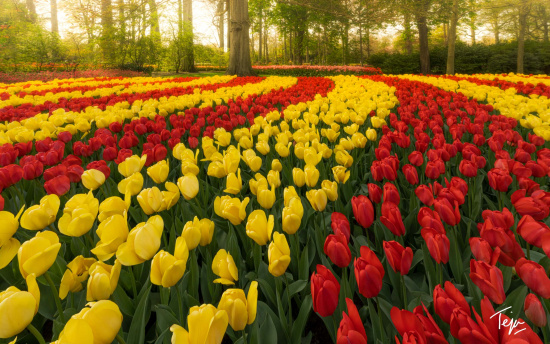 a field of tulips in a forest with Keukenhof in the background