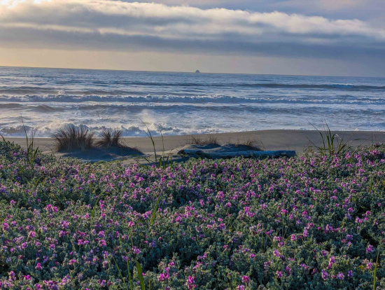 A scenic view of a beach with waves gently crashing onto the shore. In the foreground, there is a field of vibrant purple flowers and green foliage. Some tufts of grass are visible on the sandy beach, and the sky is partly cloudy with soft, diffused sunlight.