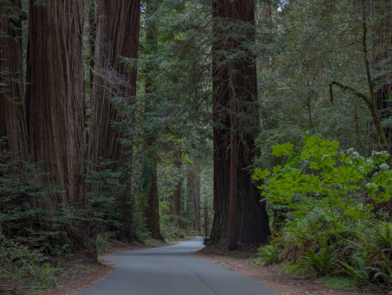 A narrow road winds through a dense forest of towering redwood trees. The trees have thick trunks and are surrounded by lush green foliage and ferns. The scene is serene and shaded, with dappled sunlight filtering through the canopy.