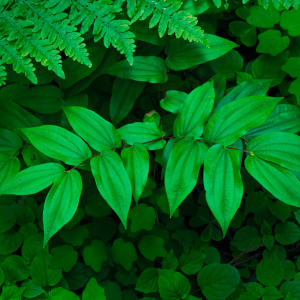 The image shows a close-up of various green leaves, including a fern at the top and several broad, pointed leaves below. The leaves are vibrant and densely packed, creating a lush, natural scene.