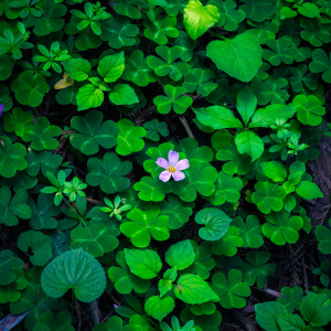 A single pink flower with a yellow center is surrounded by a dense patch of green clover leaves. The leaves vary in size and shape, creating a lush, textured background.