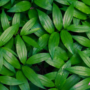 A close-up view of lush green leaves with a smooth, elongated shape. The leaves are densely packed, creating a rich, vibrant green texture. There are a few small purple flowers or buds visible among the leaves.