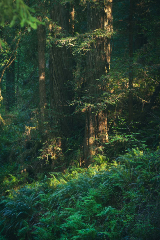 A dense forest scene with tall trees and lush green ferns covering the forest floor. Sunlight filters through the canopy, creating dappled light and shadow patterns on the foliage. The atmosphere is serene and natural.