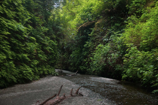 A lush, green canyon with steep walls covered in dense ferns and vegetation. A shallow stream runs through the center, with a rocky and sandy bed. Sunlight filters through the trees above, creating a serene and natural atmosphere.