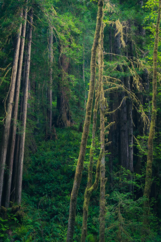 A dense forest scene featuring tall, slender trees with thick trunks and lush green foliage. The forest floor is covered with ferns and other undergrowth. Some trees have moss hanging from their branches, adding to the verdant and lush atmosphere. The overall lighting is soft, creating a serene and tranquil environment.