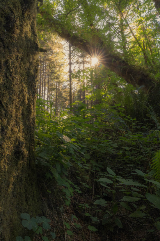 A lush forest scene with dense green foliage and tall trees. Sunlight filters through the leaves, creating a starburst effect. The foreground features a moss-covered tree trunk and various plants, including ferns. The atmosphere is serene and natural.