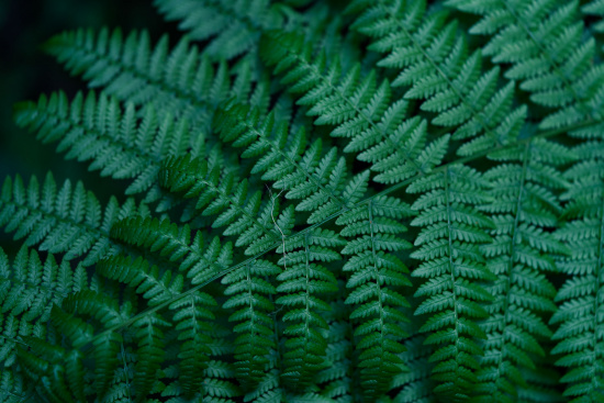 The image shows a close-up view of lush green fern leaves. The leaves are intricately detailed, with a pattern of small leaflets arranged along the central stems, creating a dense and textured appearance. The overall color is a rich, deep green.