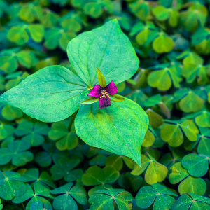 A single purple flower with three large green leaves is surrounded by a dense layer of smaller green clover-like leaves. The flower is centrally positioned, standing out against the lush green background.
