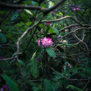 A vibrant pink flower is blooming amidst a tangle of branches and green leaves in a forest setting. The background is lush with greenery, creating a natural and serene atmosphere. The focus is on the flower, highlighting its delicate petals.