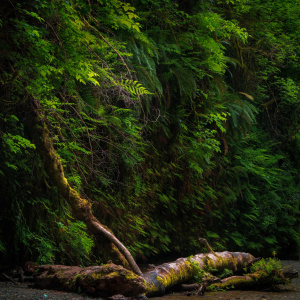 A lush, green forest scene with dense foliage covering a steep hillside. A fallen tree trunk, covered in moss, lies across a shallow stream at the bottom of the image. Sunlight filters through the leaves, highlighting the vibrant greens of the ferns and other plants.