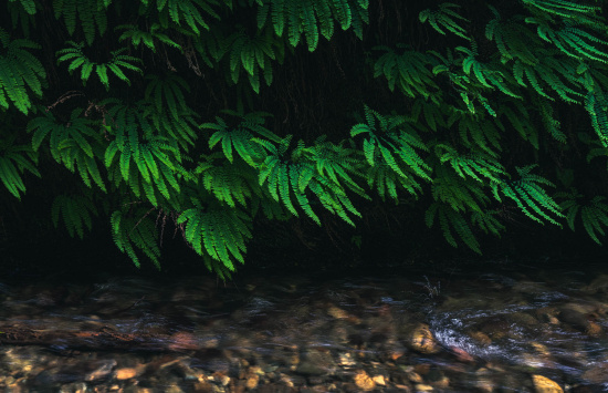 A lush green fern hangs over a flowing stream with clear water and visible rocks at the bottom. The scene is shaded, creating a tranquil and natural atmosphere.