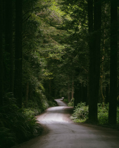 A winding dirt path leads through a dense forest with tall trees on either side. Sunlight filters through the canopy, illuminating patches of the path and the lush green foliage. The scene is tranquil and secluded, with a sense of depth as the path disappears into the distance.