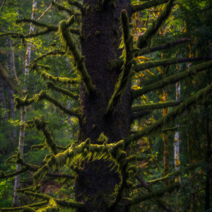 A tree trunk with branches covered in thick, green moss, set in a dense forest with sunlight filtering through the leaves. The background is filled with more trees and lush greenery.