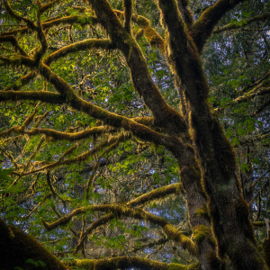 A dense forest scene with large tree branches covered in thick, green moss. Sunlight filters through the leaves, creating a dappled light effect on the branches and foliage. The image captures the lush, vibrant atmosphere of a temperate rainforest.