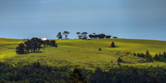 A scenic landscape featuring a gently rolling green hill with scattered trees and a small white building near the top. The foreground is filled with dense, dark green forest, while the background shows a clear blue sky. The scene is peaceful and pastoral, with a few animals grazing in the distance.