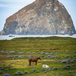 A scenic landscape featuring a large rocky island in the background, surrounded by the ocean. In the foreground, a grassy field is dotted with purple and yellow wildflowers. A brown horse stands on the field, while a white horse is lying down nearby. The sky is partly cloudy.
