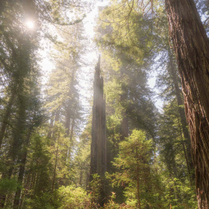A forest scene with tall, majestic trees reaching towards the sky. Sunlight filters through the dense canopy, creating a soft, dappled light effect on the forest floor. The trees are surrounded by lush green undergrowth, adding to the serene and natural atmosphere.