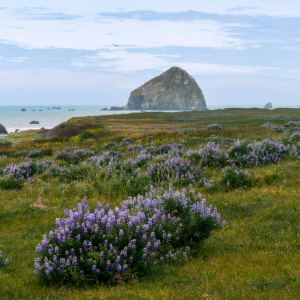 A coastal landscape featuring a large rock formation in the ocean, with a grassy field in the foreground covered in clusters of purple wildflowers. The sky is partly cloudy, and a bird is flying in the distance.