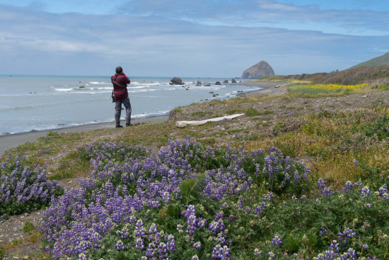 A person stands on a coastal landscape, taking a photo of the ocean. The foreground is filled with blooming purple flowers, and the shoreline is dotted with rocks. In the distance, a large rock formation rises from the sea under a partly cloudy sky.
