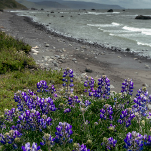 A coastal scene with a rocky beach and ocean waves under a cloudy sky. In the foreground, there are clusters of vibrant purple lupine flowers with green foliage. The background features distant hills and scattered rocks in the water.