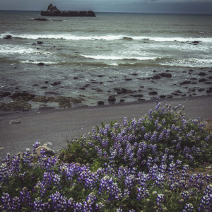 A scenic coastal view with a rocky shoreline and waves gently crashing against the shore. In the foreground, there are clusters of purple and white lupine flowers. In the distance, a rocky outcrop rises from the sea under a cloudy sky.
