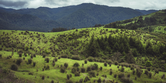 A scenic landscape featuring rolling green hills dotted with small bushes and trees. In the background, there are densely forested mountains under a cloudy sky. The overall atmosphere is lush and serene.