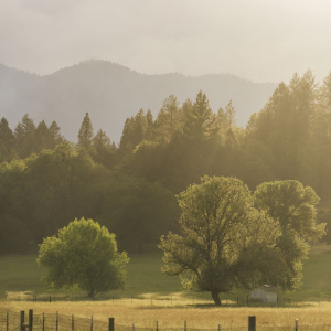 A serene landscape featuring a grassy field with a few scattered trees in the foreground. In the background, there is a dense forest of tall trees, and beyond that, a range of misty mountains. The scene is bathed in soft, golden sunlight, creating a peaceful and warm atmosphere. A fence runs along the bottom of the image.