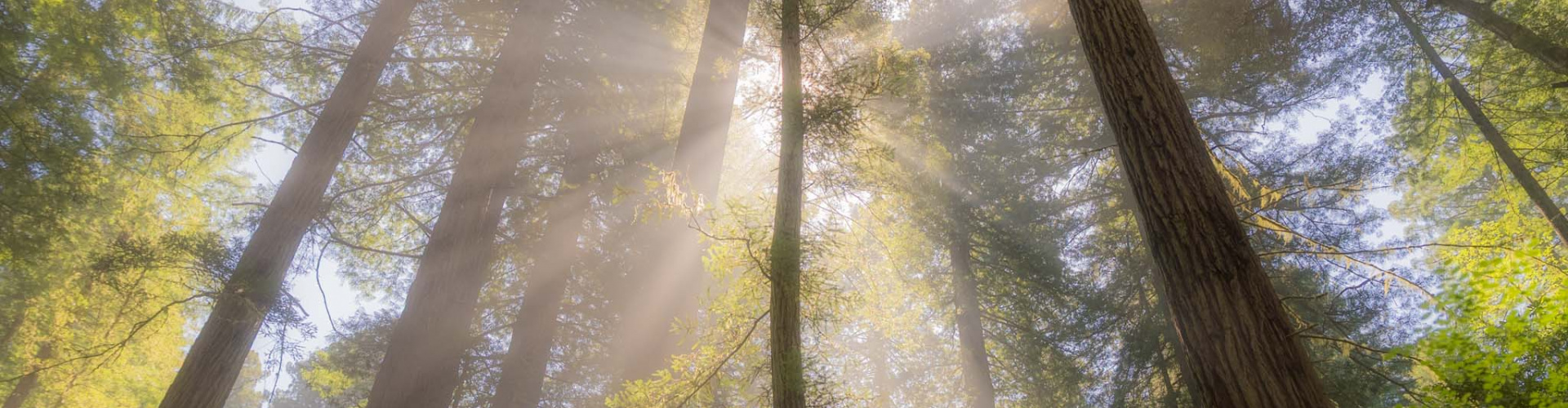The Quieter Side of California: A Weekend in the Woods