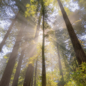A forest scene with tall trees reaching towards the sky. Sunlight filters through the branches, creating beams of light and illuminating the lush green foliage below. The atmosphere is serene and peaceful.