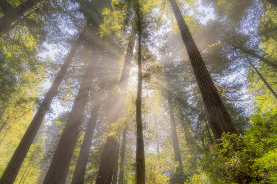 A forest scene with tall trees reaching towards the sky. Sunlight filters through the branches, creating beams of light and illuminating the lush green foliage below. The atmosphere is serene and peaceful.