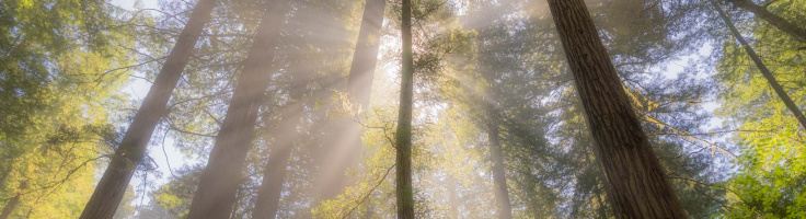 The Quieter Side of California: A Weekend in the Woods